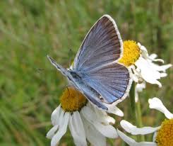 Attēlu rezultāti vaicājumam “Agrodiaetus amandus male”