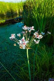 Attēlu rezultāti vaicājumam “Butomaceae”
