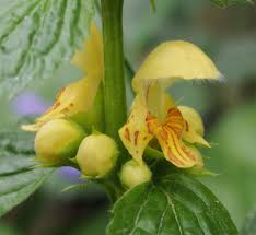 Attēlu rezultāti vaicājumam “Lamiastrum galeobdolon”