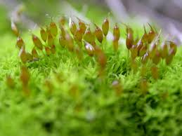 Attēlu rezultāti vaicājumam “Acaulon muticum”