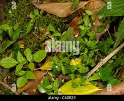 Attēlu rezultāti vaicājumam “Moehringia trinervia bud”
