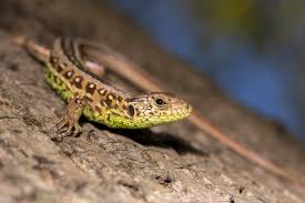 Attēlu rezultāti vaicājumam “Lacerta agilis”