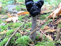 Attēlu rezultāti vaicājumam “Helvella lacunosa”