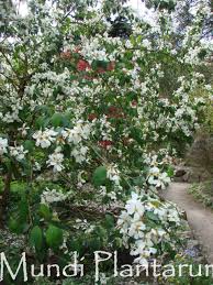 Attēlu rezultāti vaicājumam “Exochorda giraldii var. wilsonii”