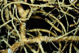 Attēlu rezultāti vaicājumam “Usnea subfloridana”