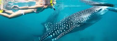 Image result for SwimSwansea