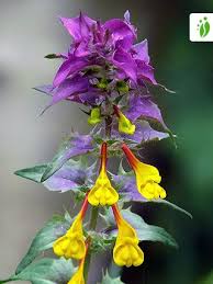 Attēlu rezultāti vaicājumam “Melampyrum nemorosum leaf”