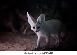 Attēlu rezultāti vaicājumam “Vulpes zerda”