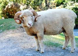 Attēlu rezultāti vaicājumam “Ovis aries juvenile”