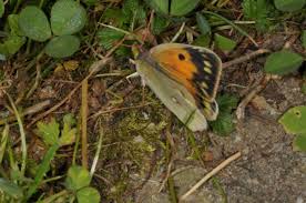 Attēlu rezultāti vaicājumam “Colias palaeno upperside”
