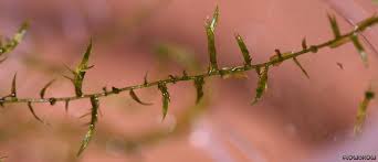 Attēlu rezultāti vaicājumam “Drepanocladus aduncus”