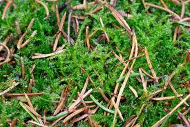 Attēlu rezultāti vaicājumam “Sciuro-hypnum curtum”