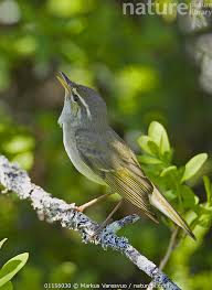 Image result for Phylloscopus borealis