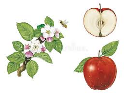 Attēlu rezultāti vaicājumam “Malus domestica”