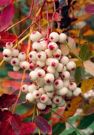 Attēlu rezultāti vaicājumam “Sorbus”