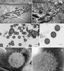 Attēlu rezultāti vaicājumam “Didymium serpula”