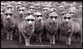 Image result for sheeple