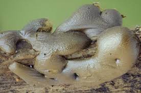 Attēlu rezultāti vaicājumam “Dianema depressum”