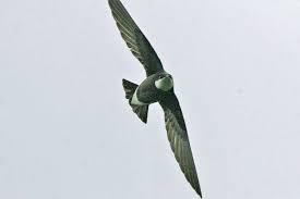 Image result for Hirundapus caudacutus