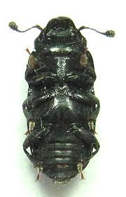 Attēlu rezultāti vaicājumam “Glischrochilus hortensis”