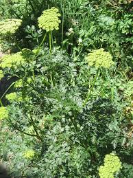 Attēlu rezultāti vaicājumam “Cenolophium denudatum”