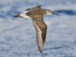 Attēlu rezultāti vaicājumam “Calidris ferruginea”