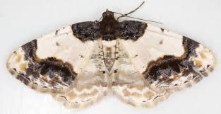 Attēlu rezultāti vaicājumam “Ligdia adustata”