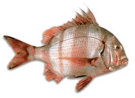 Image result for Pagrus