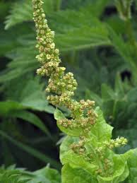 Attēlu rezultāti vaicājumam “Chenopodium bonus-henricus leaf”