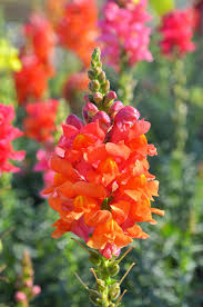 Attēlu rezultāti vaicājumam “Antirrhinum majus leaf”