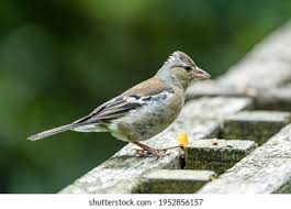 Attēlu rezultāti vaicājumam “Fringilla coelebs juvenile”