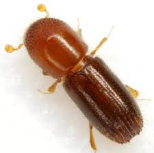 Attēlu rezultāti vaicājumam “Scolytidae”