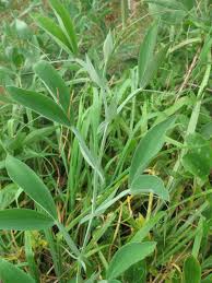 Attēlu rezultāti vaicājumam “Lathyrus latifolius leaf”