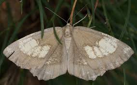 Attēlu rezultāti vaicājumam “Angerona prunaria”