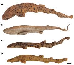 Image result for Scyliorhinus stellaris