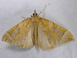 Attēlu rezultāti vaicājumam “Eulithis testata”