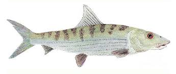 Image result for Albula vulpes