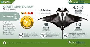 Image result for Mobula birostris