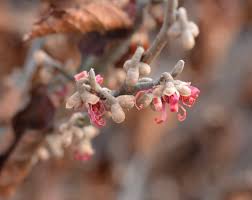 Attēlu rezultāti vaicājumam “Hamamelis vernalis bud”