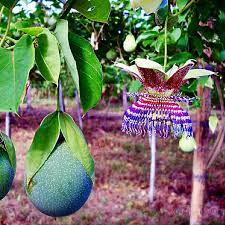 Attēlu rezultāti vaicājumam “Calamagrostis purpurea fruit”
