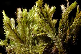 Attēlu rezultāti vaicājumam “Fissidens osmundoides”