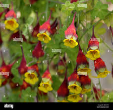 Attēlu rezultāti vaicājumam “Tropaeolaceae”