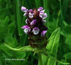Attēlu rezultāti vaicājumam “Prunella vulgaris flower”
