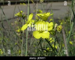 Attēlu rezultāti vaicājumam “Diplotaxis tenuifolia fruit”