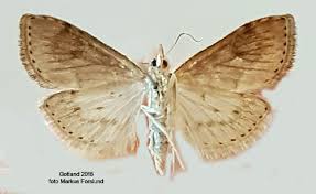 Attēlu rezultāti vaicājumam “Udea fulvalis”