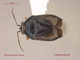 Attēlu rezultāti vaicājumam “Deraeocoris ruber imago”