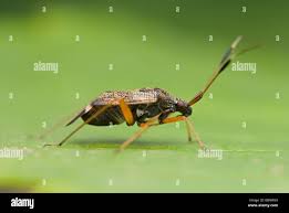 Attēlu rezultāti vaicājumam “Closterotomus biclavatus nymph”