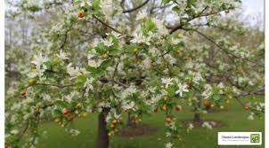 Attēlu rezultāti vaicājumam “Malus baccata”