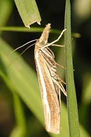 Attēlu rezultāti vaicājumam “Agriphila tristella”