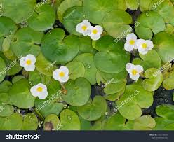 Attēlu rezultāti vaicājumam “Hydrocharis morsus-ranae flower”